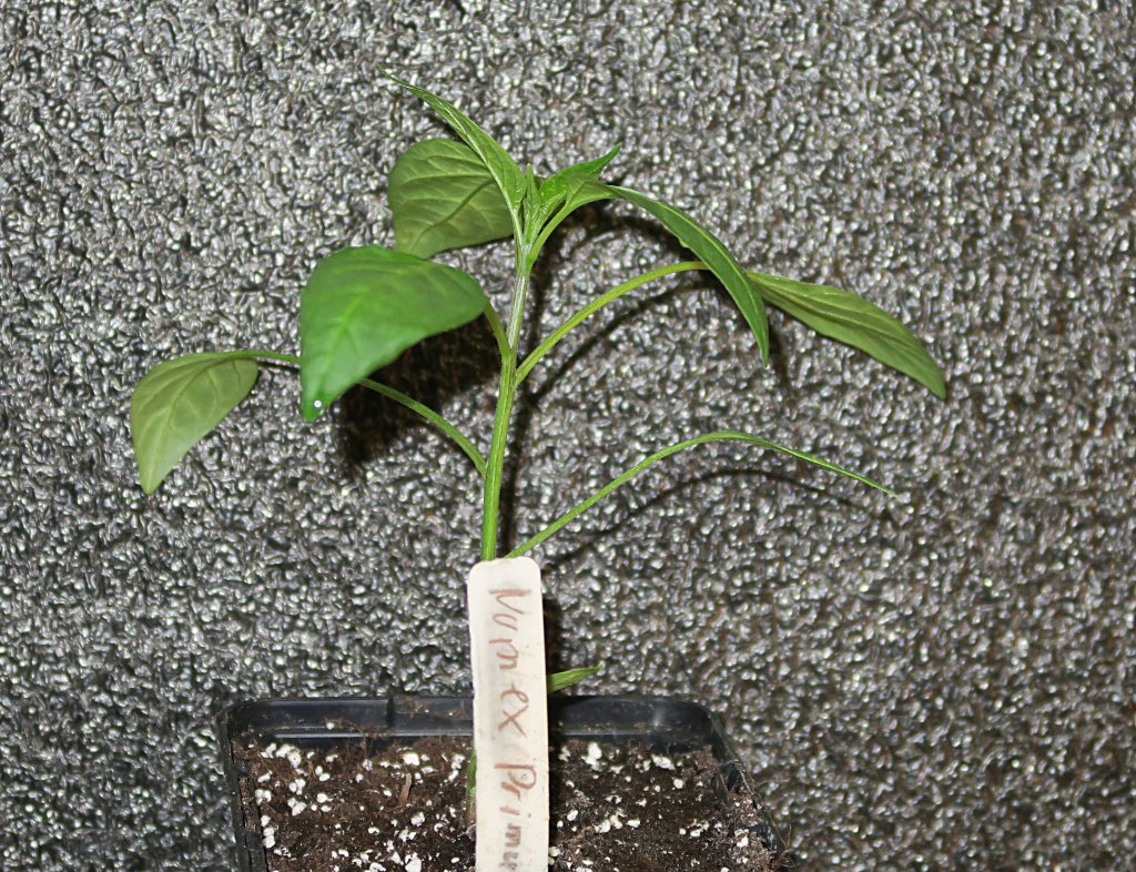 2017-NUMEX-Primavera