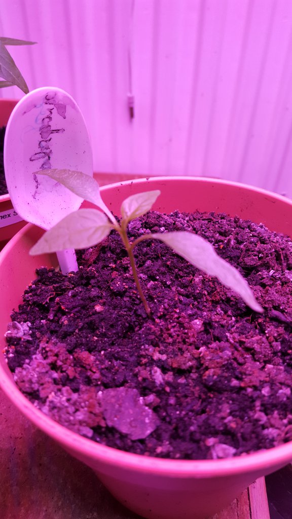 20170113_160720[1]