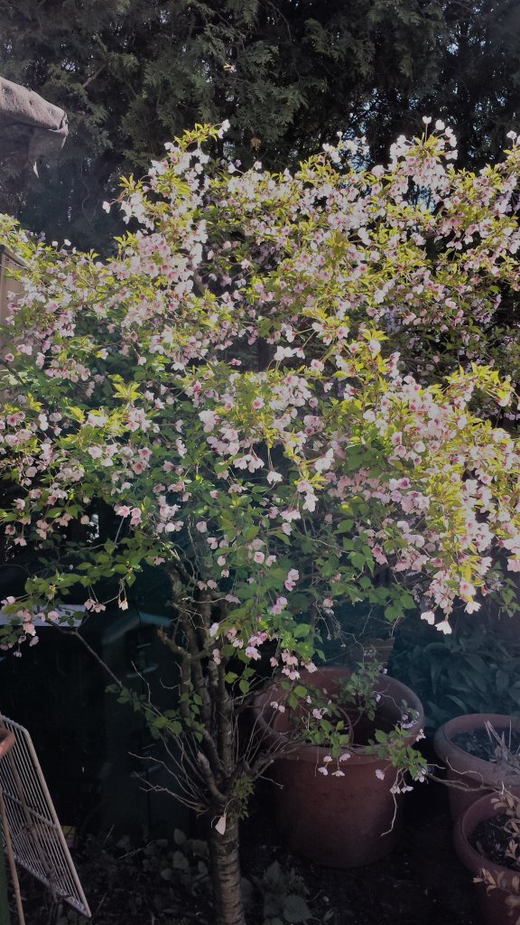 20170327_120807 (1)