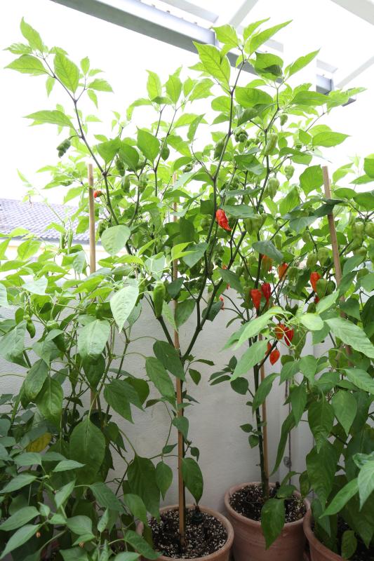 20170811-trinidad-scorpion-long-sr-HM6C8247
