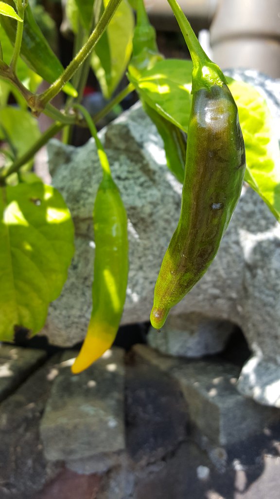 20170813_121832[1]