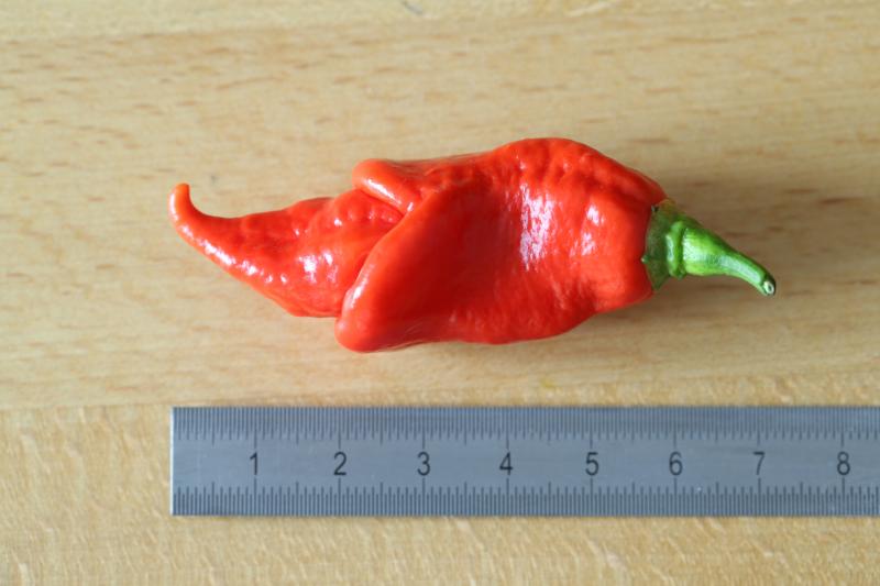 20170815-trinidad-scorpion-long-sr-HM6C8385