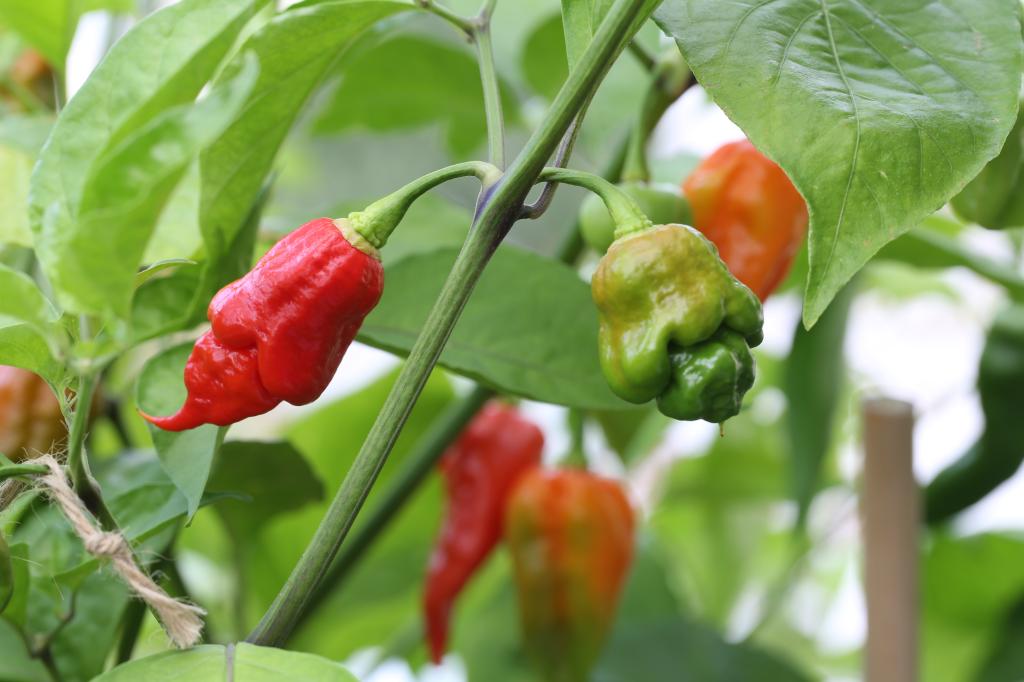 20170827-trinidad-scorpion-long-sr-HM6C8742
