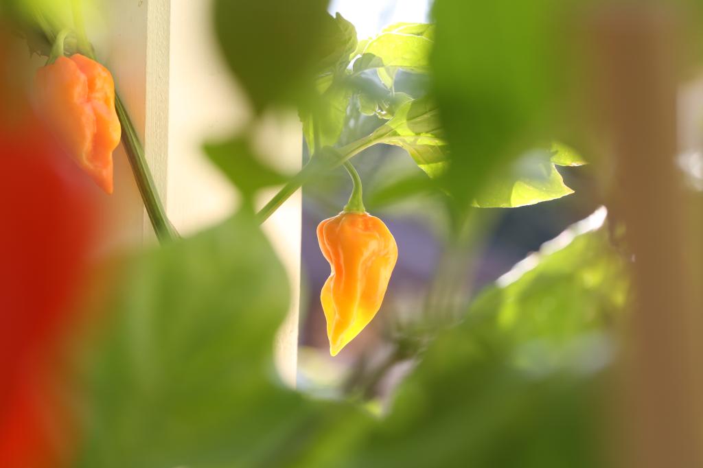 20170829-bhut-jolokia-HM6C8768