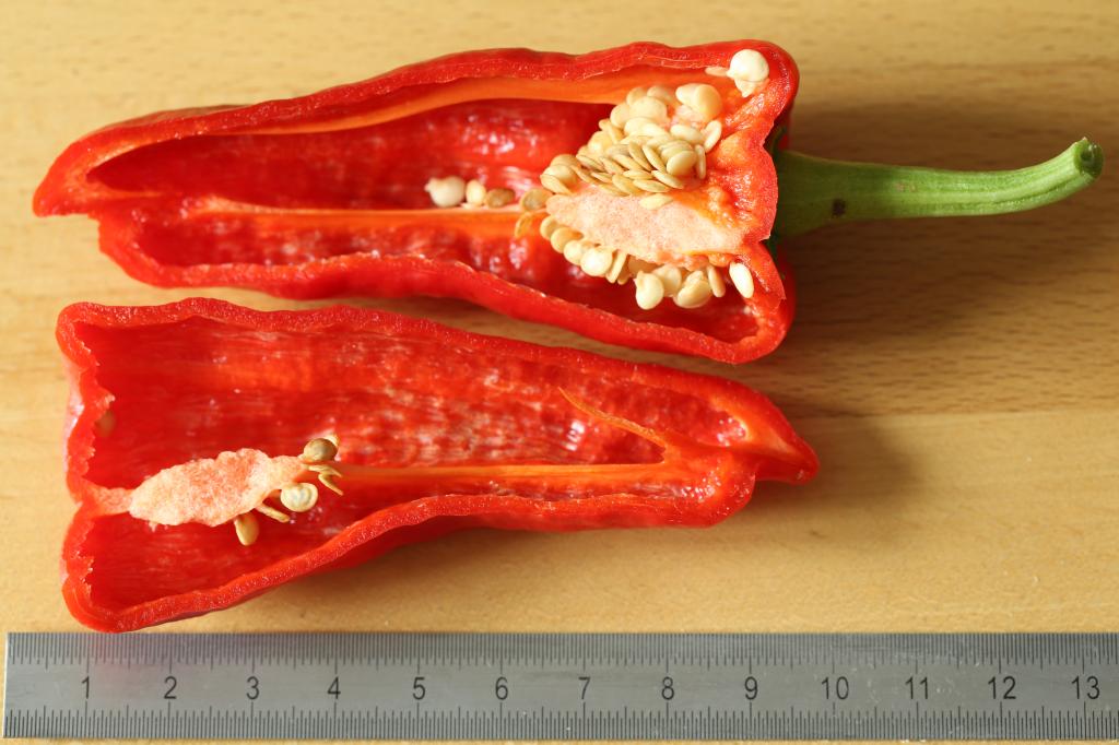 20170902-pimiento-HM6C8789