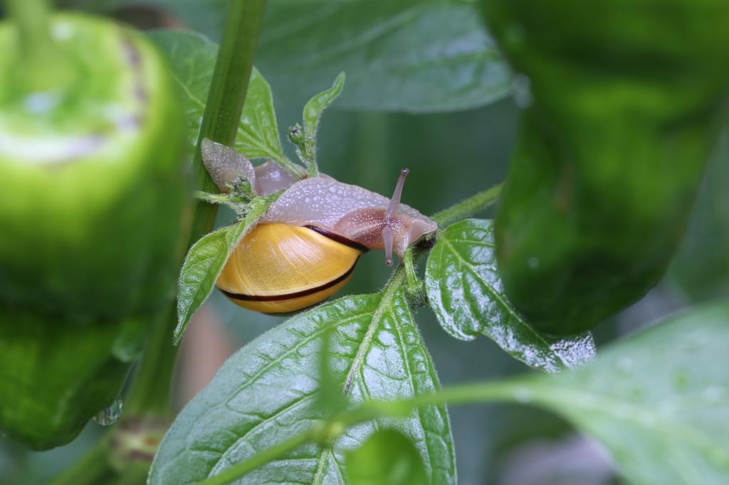 20170912-rocoto-schnecke-HM6C8806