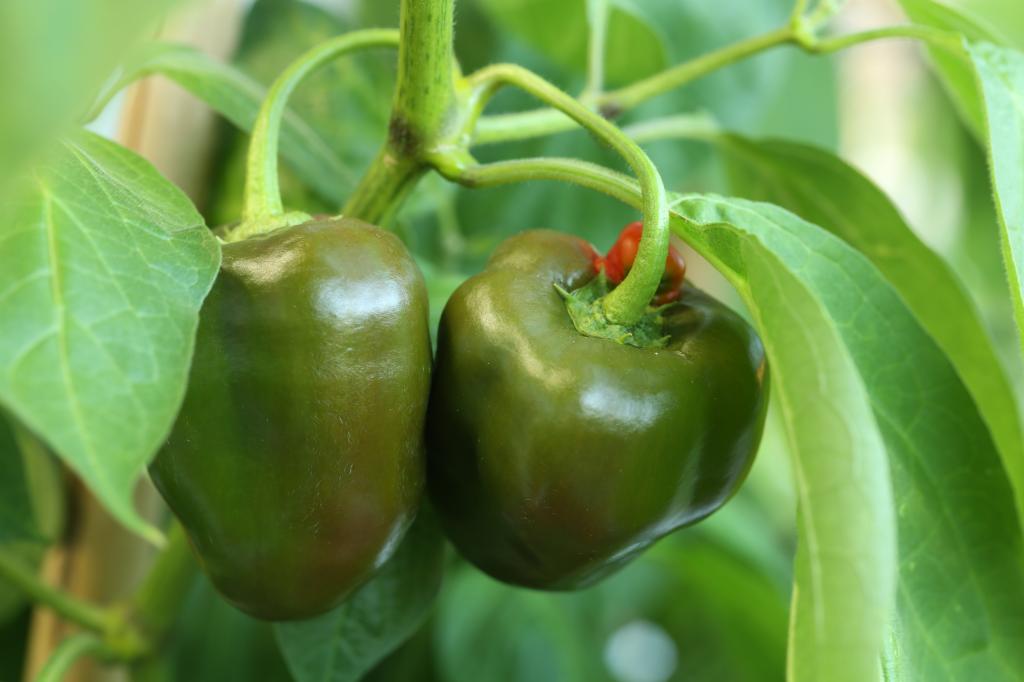 20170913-rocoto-biene-HM6C8819