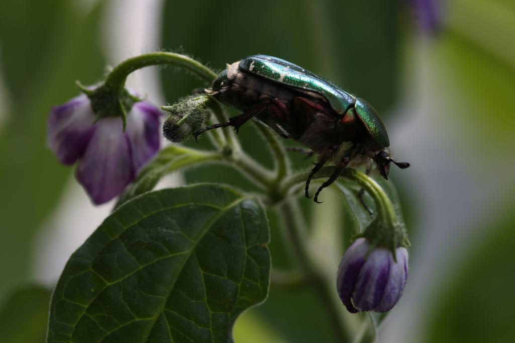 20170915-rocoto-rosenkaefer-HM6C8822