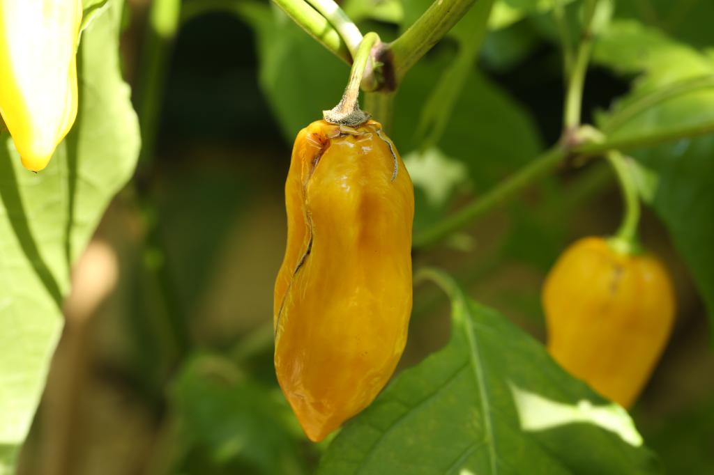 20170925-bhut-jolokia-gelb-HM6C8840