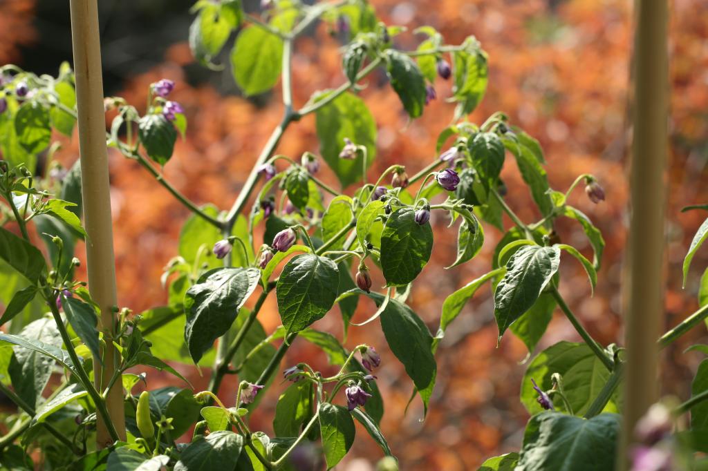 20170925-rocoto-HM6C8830