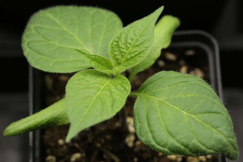20171210-rocoto-p360-HM6C0265