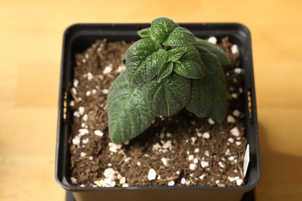20180113-rocoto-p360-HM6C0985