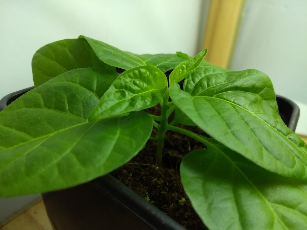 20180221002