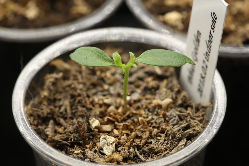 20180401-bhut-golden-HM6C1625