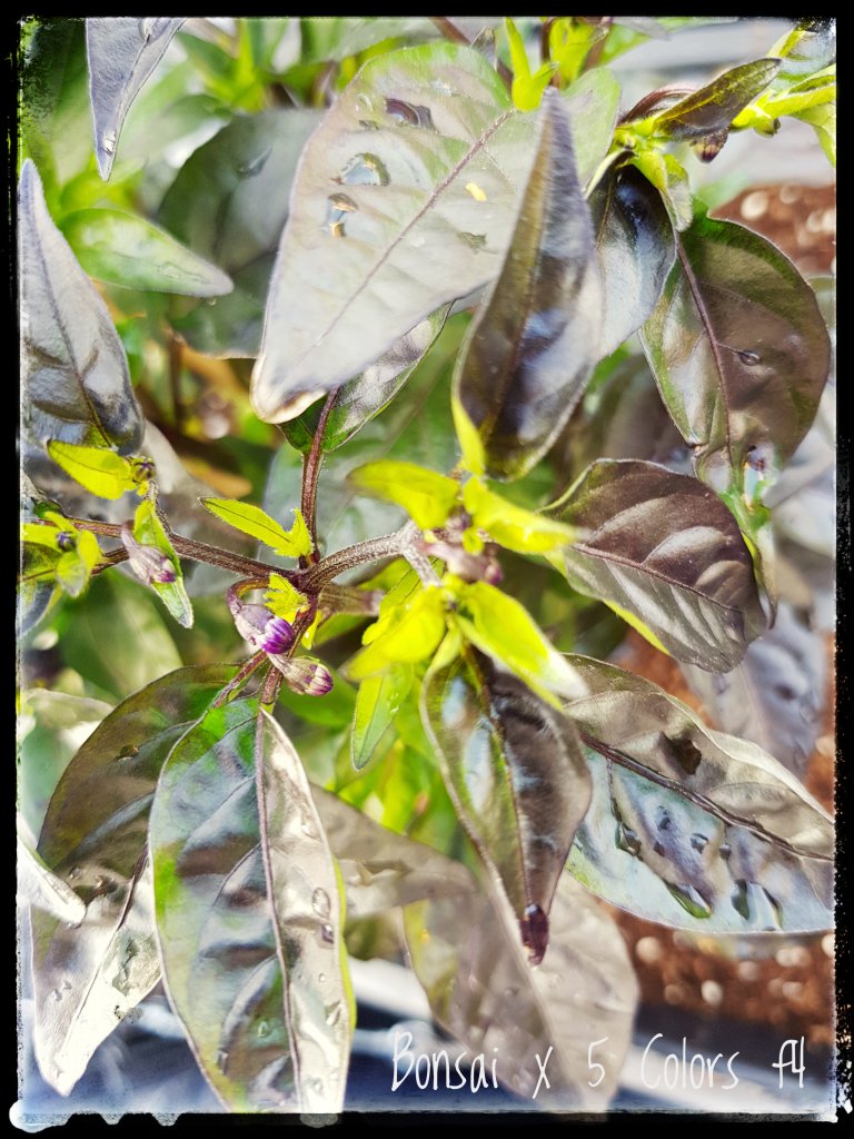 20180519_192608-01