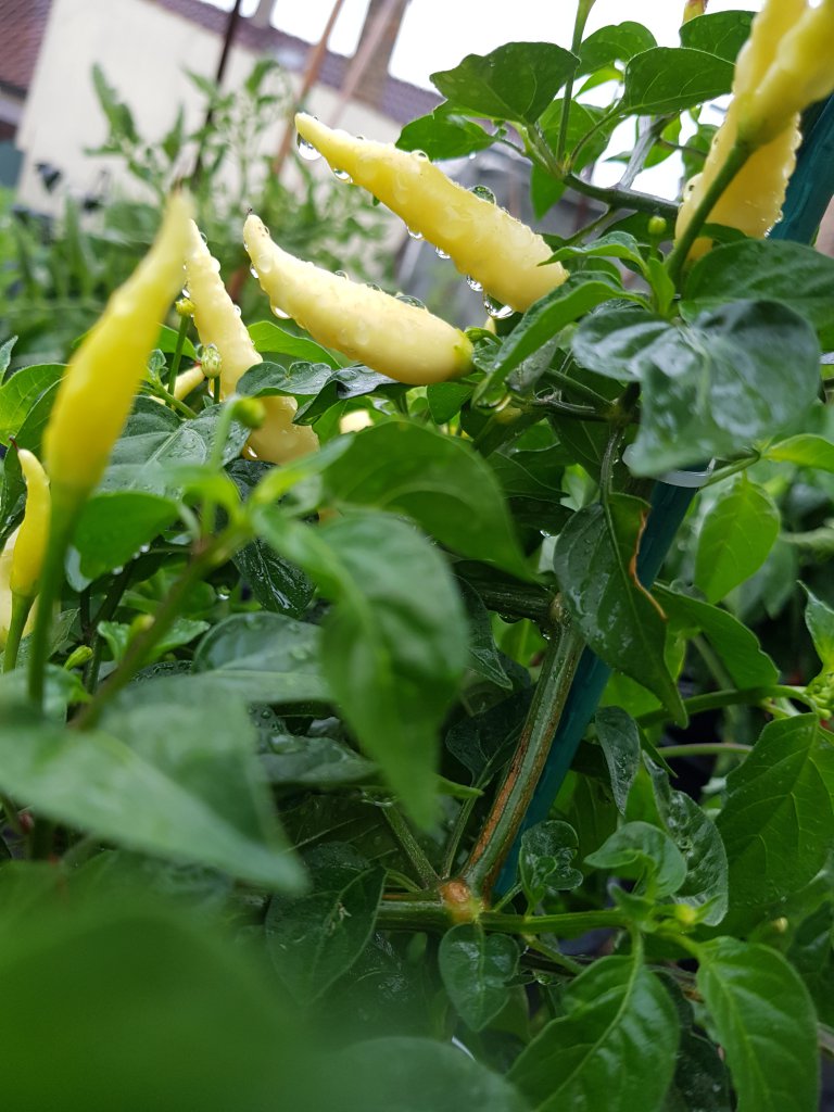 20180611_203256