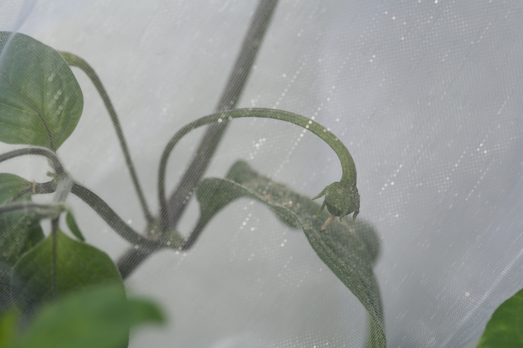 20180617-rocoto-p360-HM6C2982