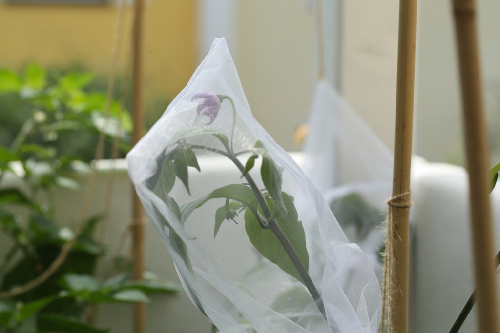 20180624-rocoto-p360-HM6C3045