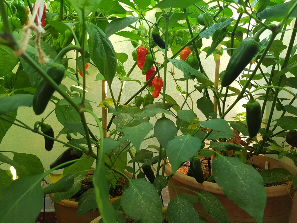 20180727_195313-jalapeno-agriset