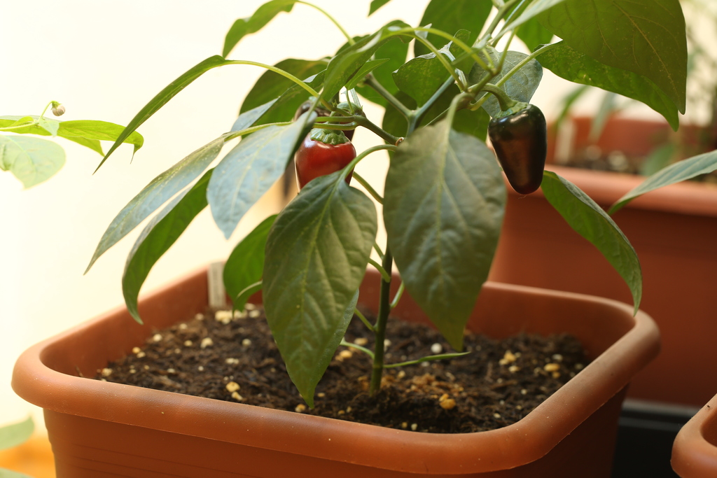 20180730-jalapeno-agriset-4109-HM6C3564