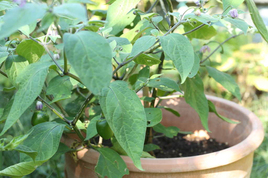 20180809-rocoto-p360-HM6C3836
