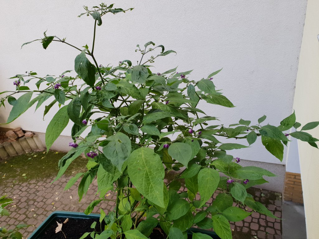 20180824_163627
