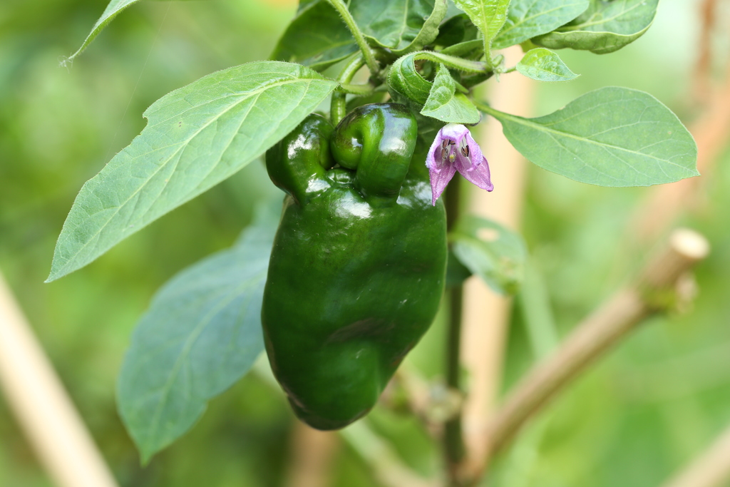 20181020-rocoto-cuencano-HM6C4798