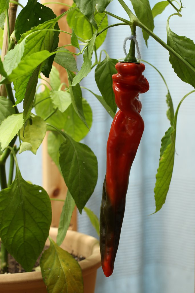 20181029-pimiento-italiano-HM6C4849