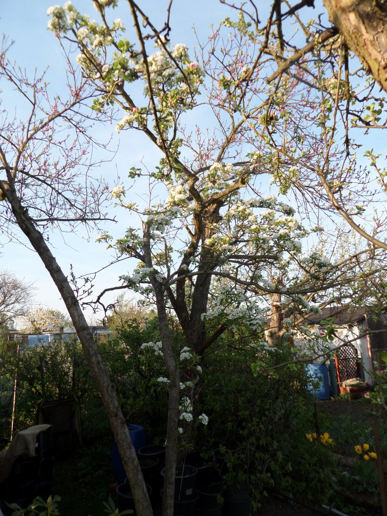 2018_04_20_Clapps Liebling