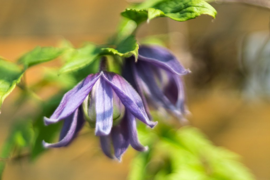 2018_04_21_clematis Alpina2