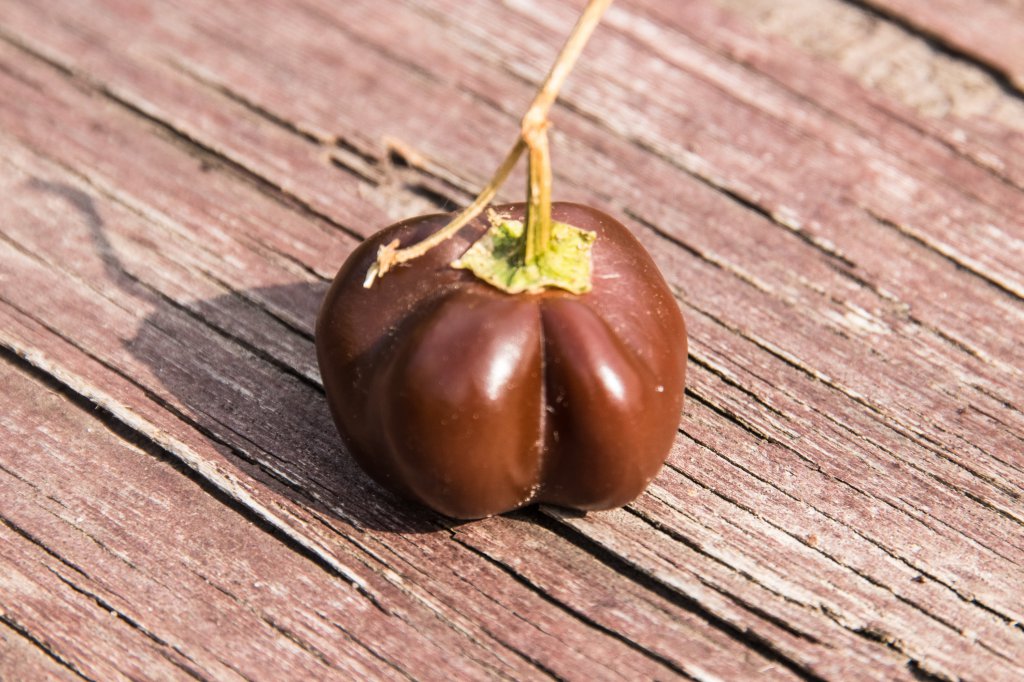 2018_06_08_miniature Chocolate Bell
