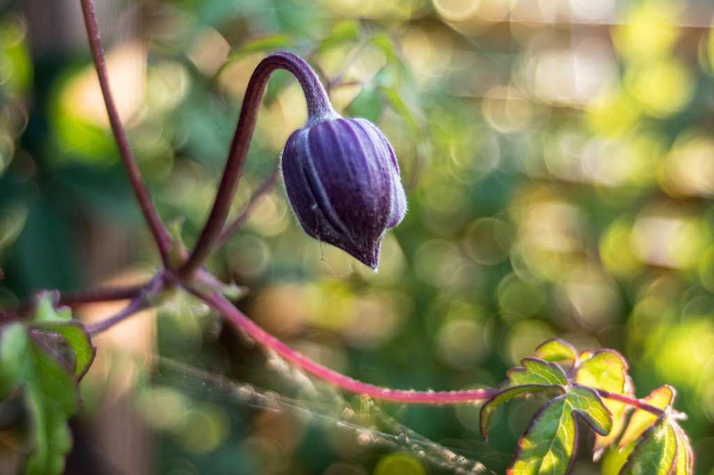 2018_07_14_clematis Alpina