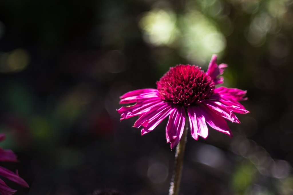 2018_09_09_Echinacea