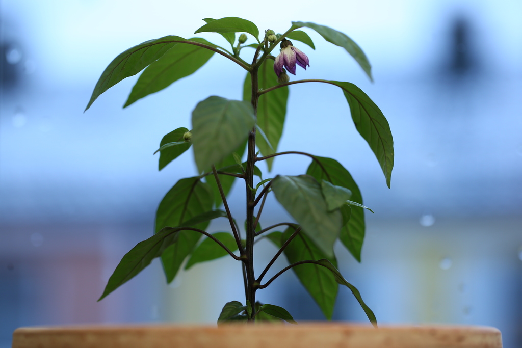 20190109-serrano-purple-HM6C5272.jpg