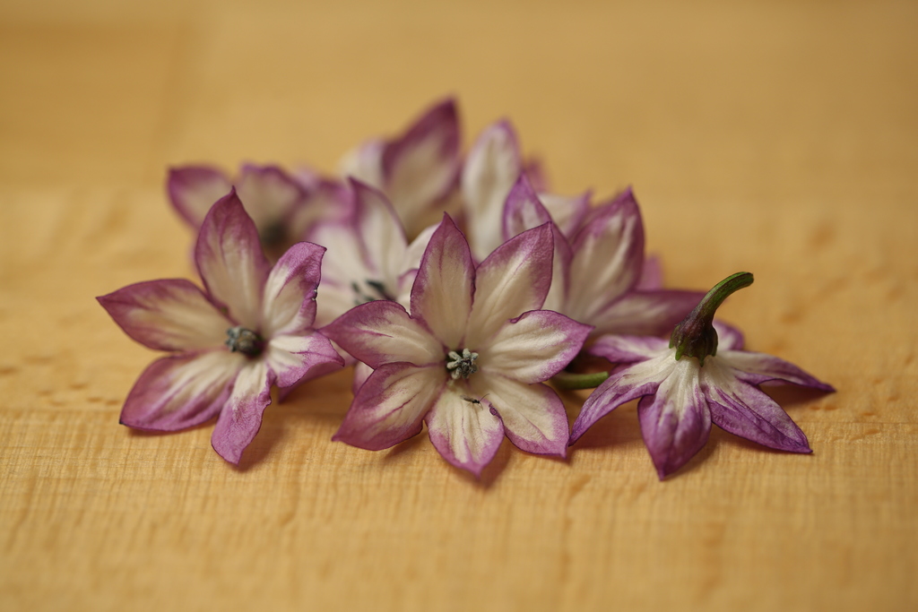20190123-serrano-purple-HM6C5462.jpg