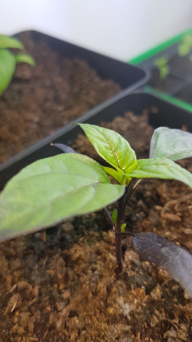 20190328_160252.jpg