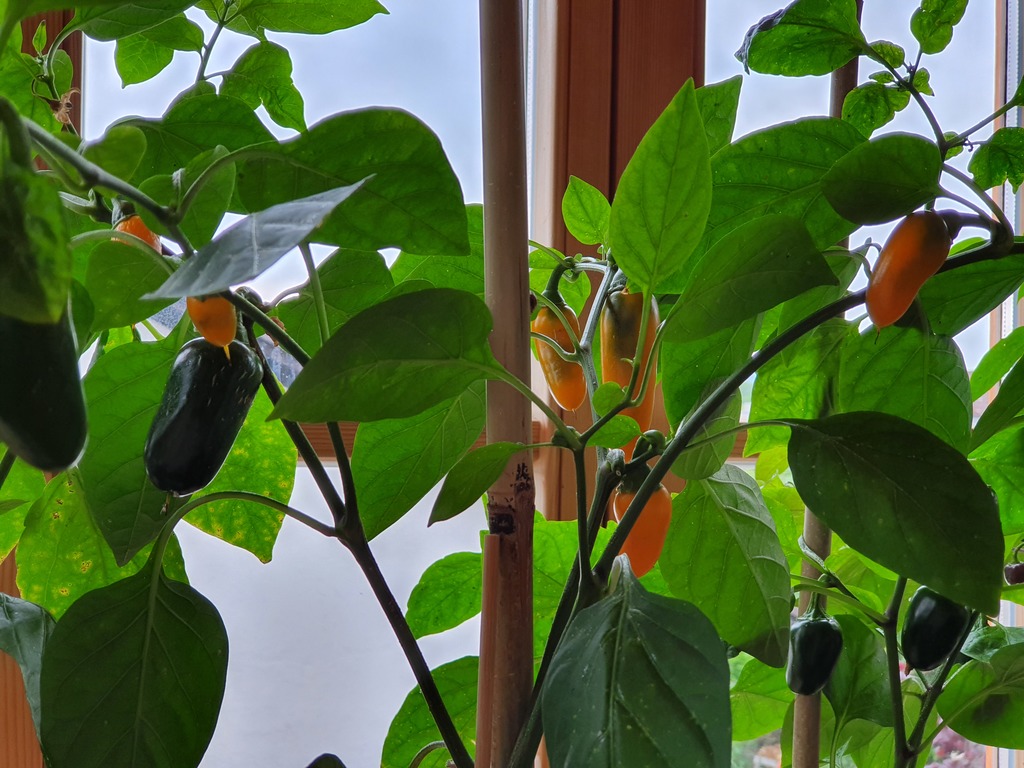 20190531_083518-jalapeno-yellow.jpg