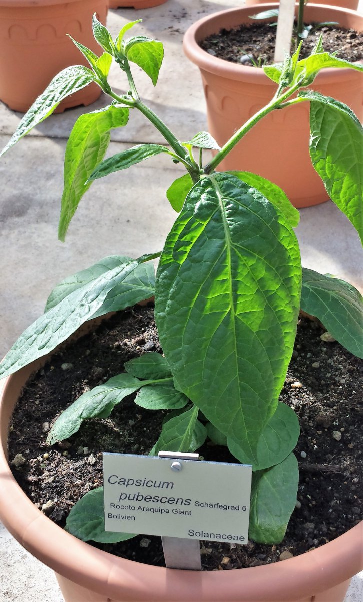 20190601_092936_Richtone(HDR)_cleaned.jpg