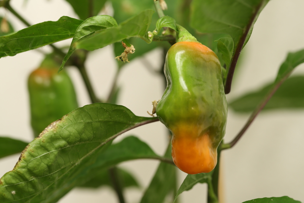 20190628-habanada-HM6C6274.jpg