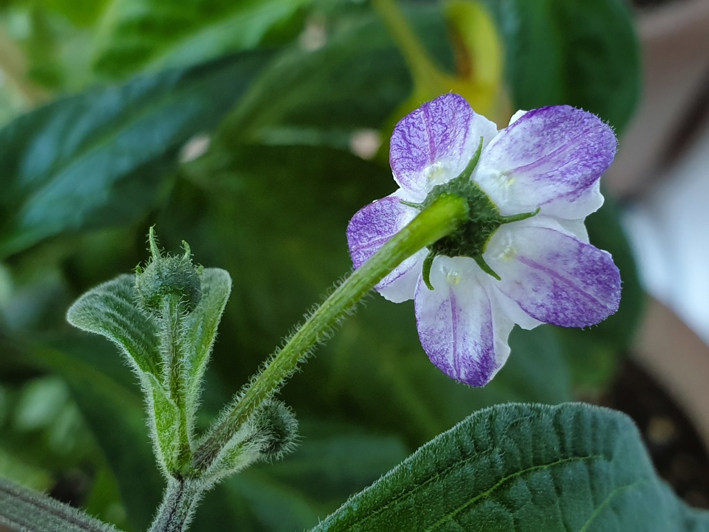 20190628_094215-rocoto-p360.jpg