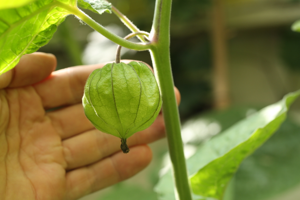 20190802-physalis-HM6C7040.jpg