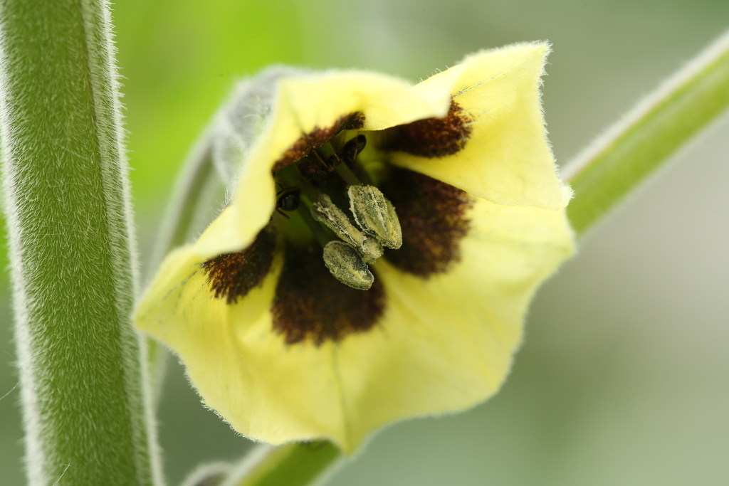 20190802-physalis-HM6C7045.jpg