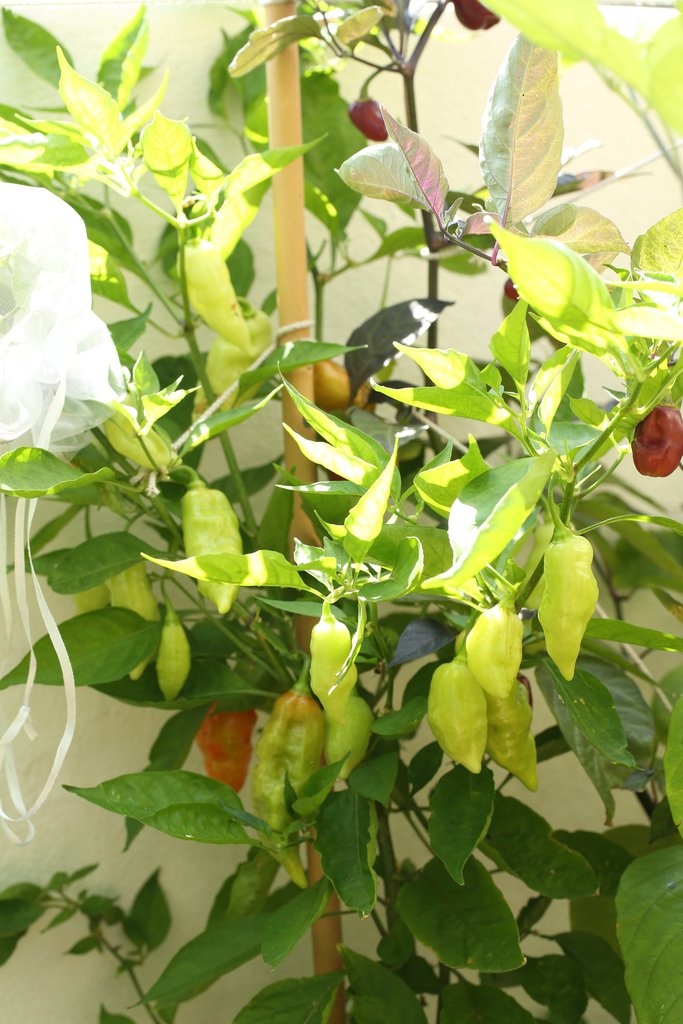 20190811-habanada-HM6C7157.jpg
