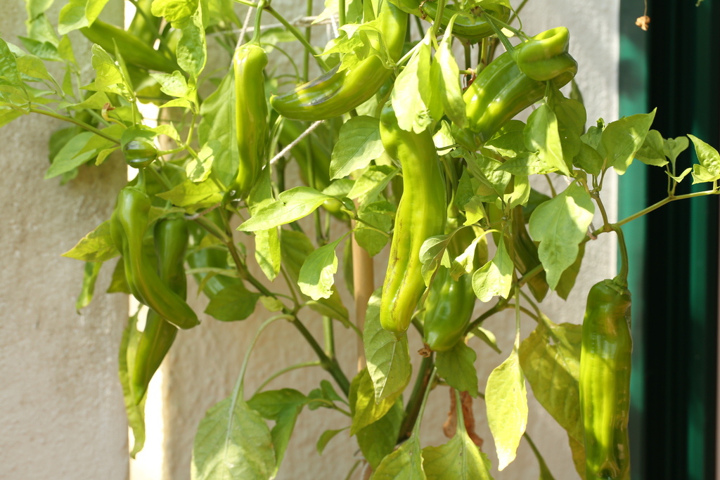 20190811-pimiento-italiano-HM6C7161.jpg