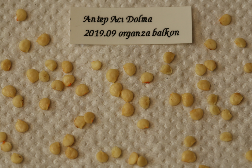 20190901-antep-aci-dolma-HM6C7281.jpg