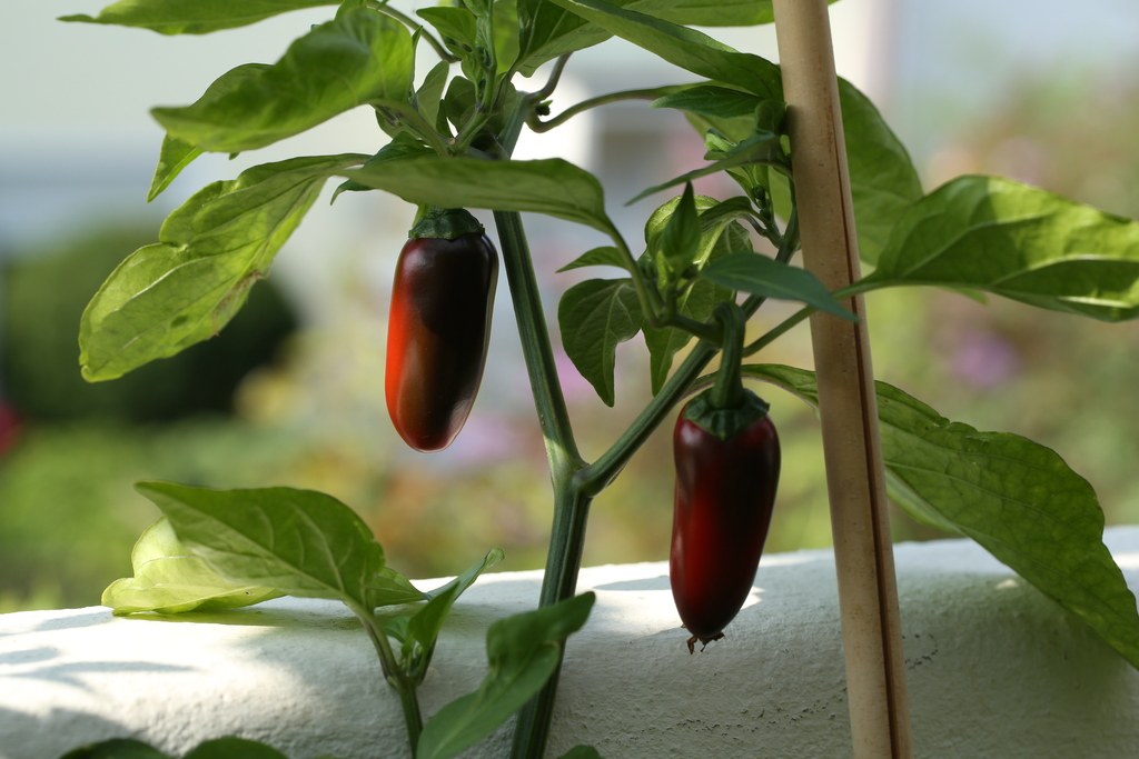 20190901-jalapeno-agriset-hot-HM6C7265.jpg