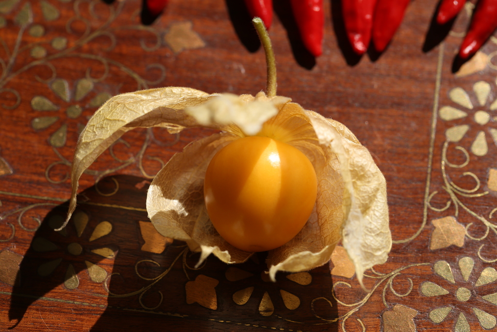 20190915-physalis-HM6C7381.jpg