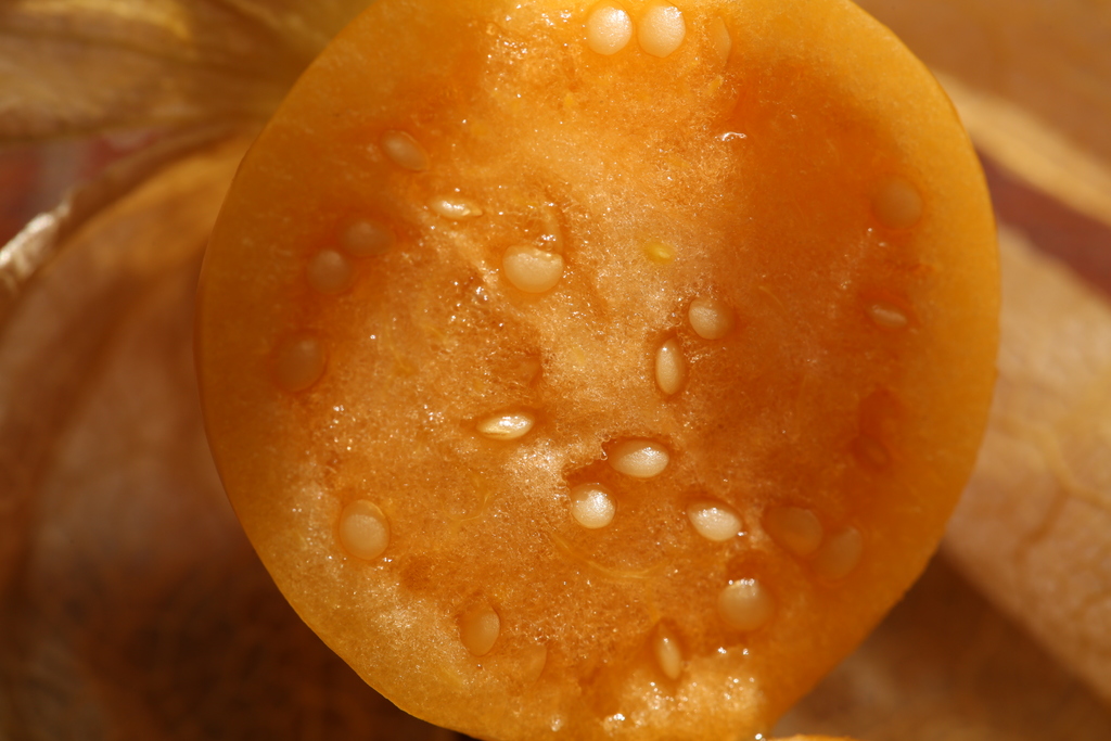 20190915-physalis-HM6C7384.jpg