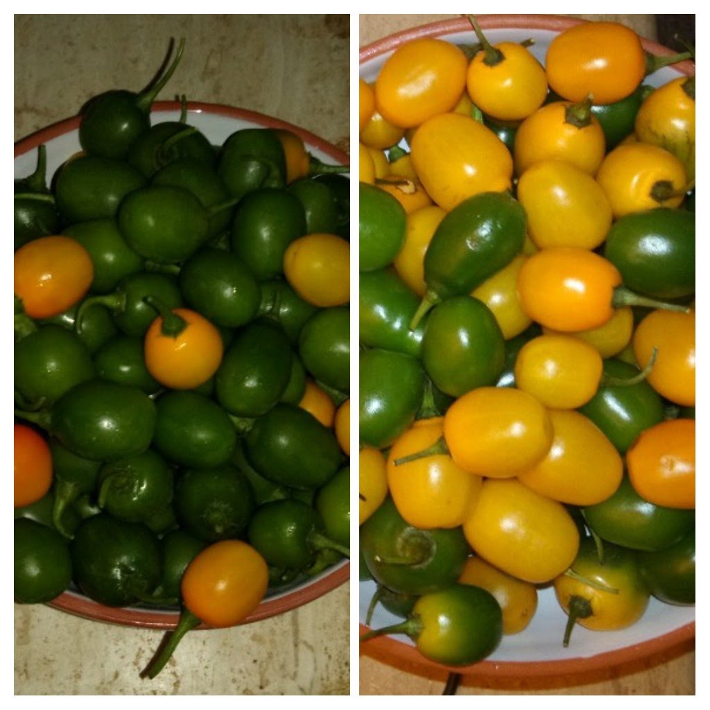 20191107_215023-COLLAGE.jpg