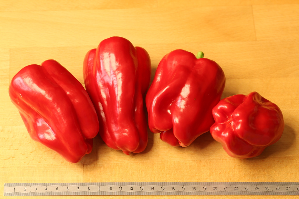 20191109-antep-aci-dolma-HM6C7502.jpg